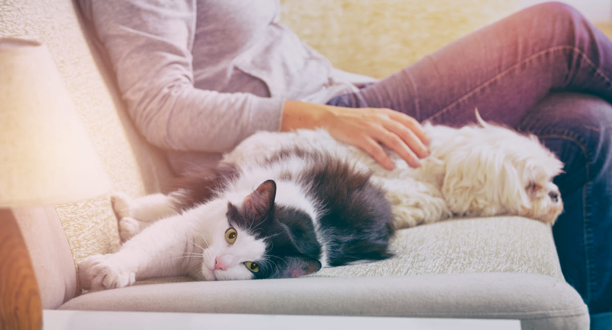 Hygiène et animaux de compagnie 10 conseils Agria Assurance pour