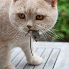 chat avec une souris dans la gueule