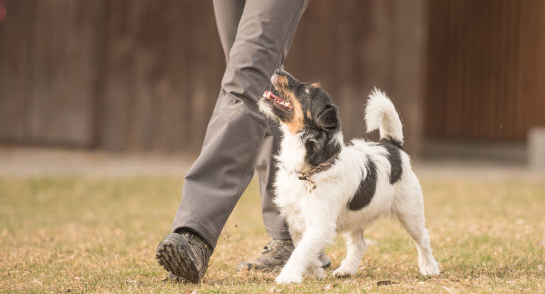 Un homme et son chien en balade