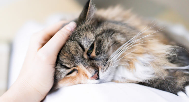 Les chats souffrant d'ulcères gastriques sont souvent fatigués et se reposent beaucoup.