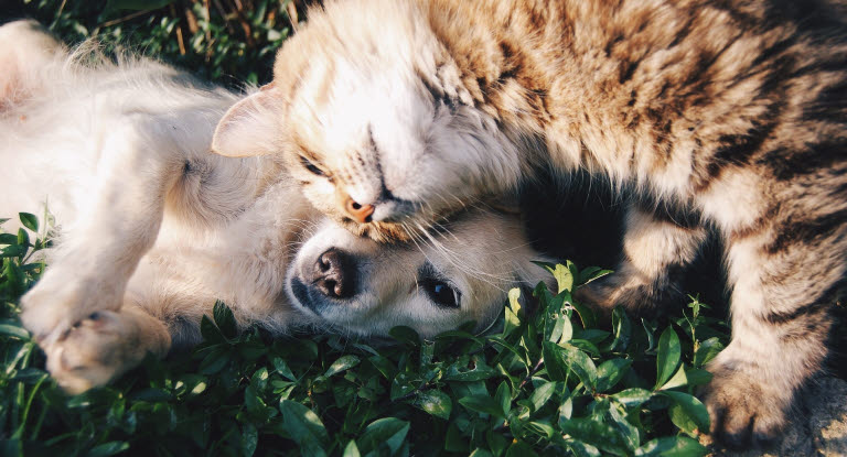 Câlin chien et chat