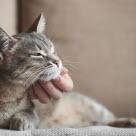 Un chat malade se fait caresser.