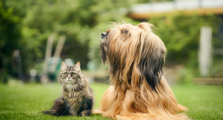 chien et chat dans l'herbe