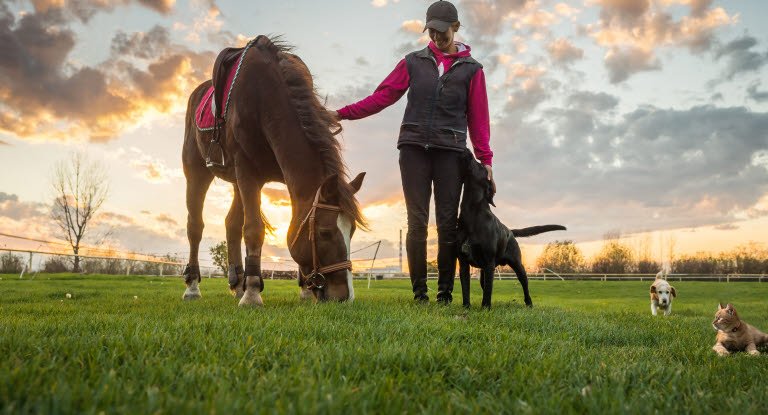 Horse, cats and dogs in a field