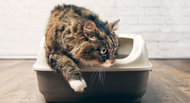 Chat qui sort de sa litière