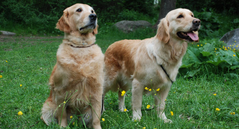 Deux chiens assis sur l'herbe