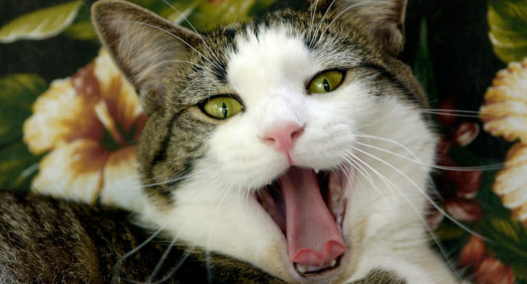 Un chat la gueule ouverte montrant sa langue. Il miaule