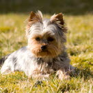 Un chiot Yorshire couché dans l'herbe