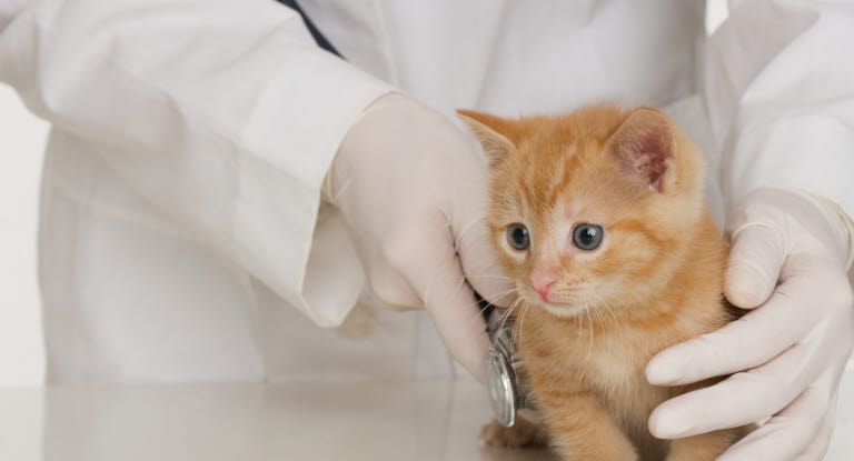 Chaton roux entrain de se faire osculter par un vétérinaire