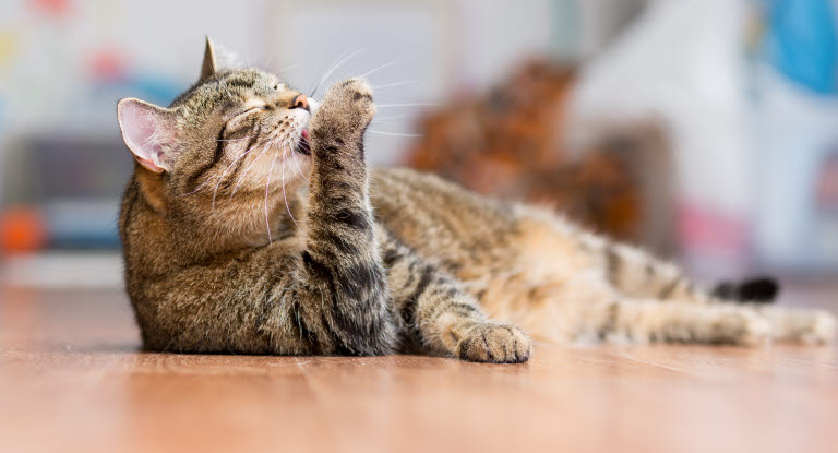 Chat se léchant la patte