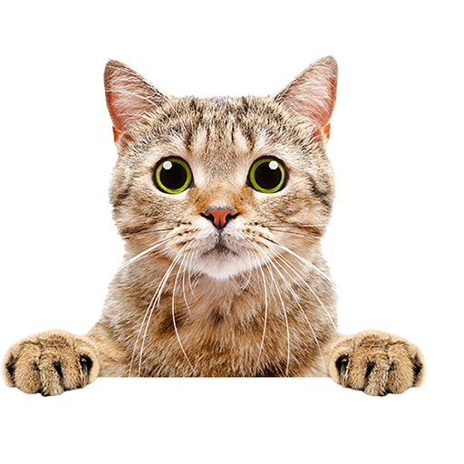 La Mort Aux Rats Dangereuse Pour Votre Chat Agria Assurance Pour Animaux La Mort Aux Rats Dangereuse Pour Votre Chat Agria Assurance Pour Animaux