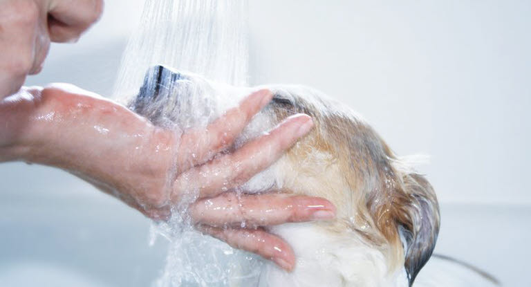 Une femme donne une douche à son chien