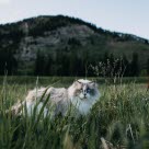 Un chat dans les herbes hautes regardant fixement l'objectif