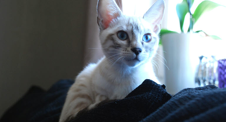 Un chat sur le rebord du canapé près de la fenêtre