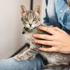 Chat assit sur les genoux d'une femme avec un harnais