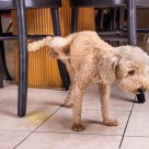 Chien qui fait pipi sur une chaise à l'intérieur
