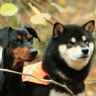 Deux chiens de race différente côte à côte dans les bois