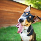 Chien avec la langue pendante par temps chaud