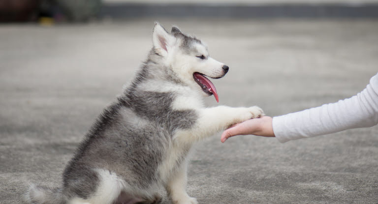 Un chiot donnant sa patte à une femme main dans la patte