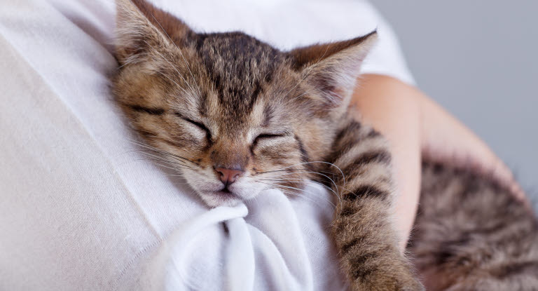 Un chat dans les bras de sa maîtresse pour un câlin