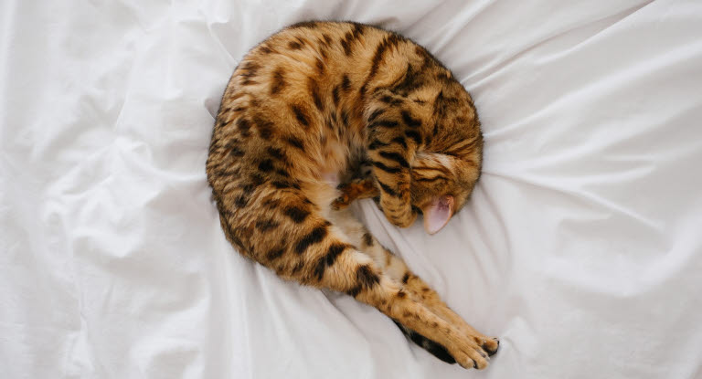 Un chat en boule sur le lit