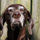 Un chien âgé, la truffe levée