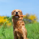 Chien avec une carotte dans la gueule