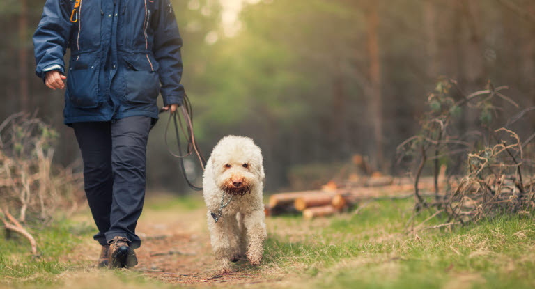 Chien en promenade