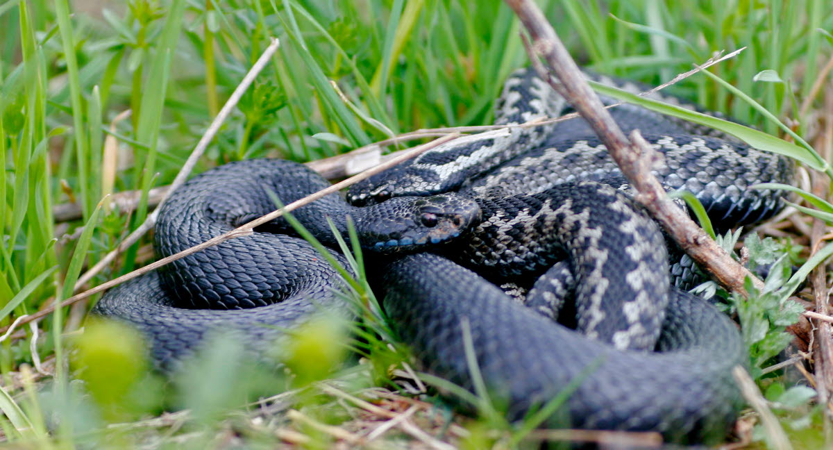 Que Faire Si Mon Chat S Est Fait Mordre Par Un Serpent Agria Assurance Pour Animaux