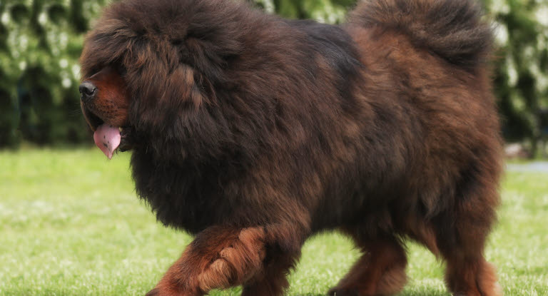 Dogue du Tibet brun avec la langue tirée