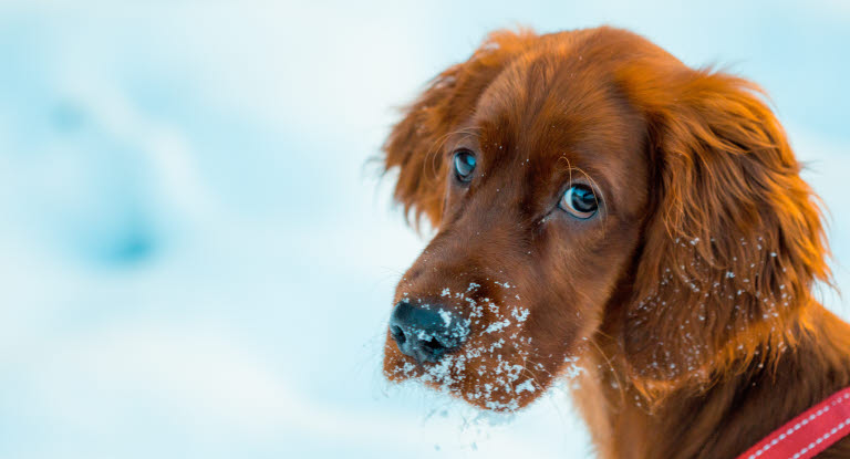 Chien le museau plein de neige