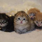 4 chatons qui viennent de naître