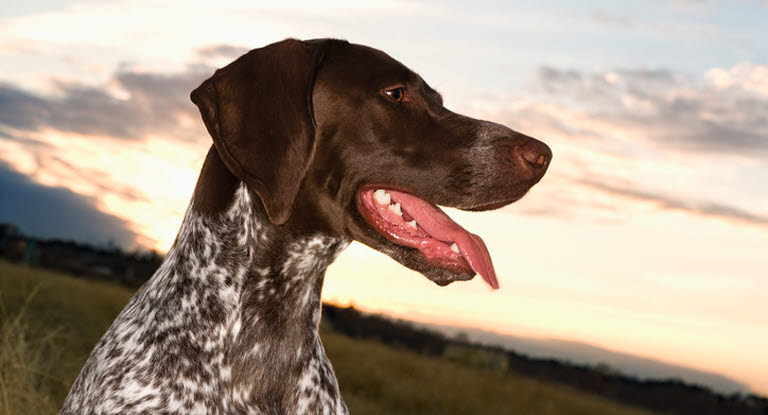 Un chien halètant