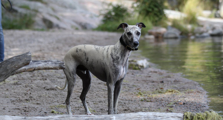 Chien de race Whippet près d'une rivière