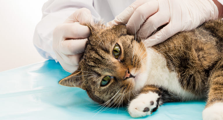 Un vétérinaire examinant l'oreille d'un chat