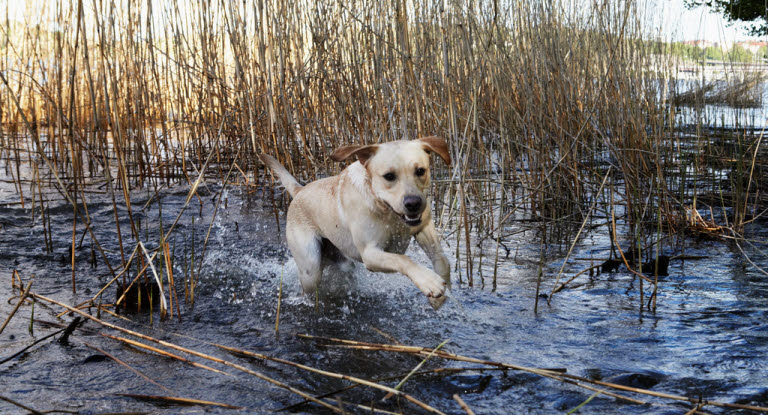 Chien courant dans l'eau