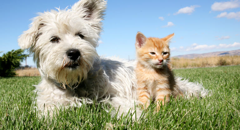 chien et chat dans l'herbe