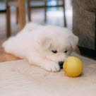 Chiot jouant avec sa balle