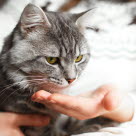 Le chat reçoit un comprimé de cortisone de sa maîtresse.