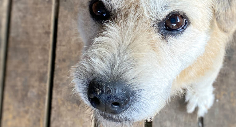 Chien avec un museau sec 