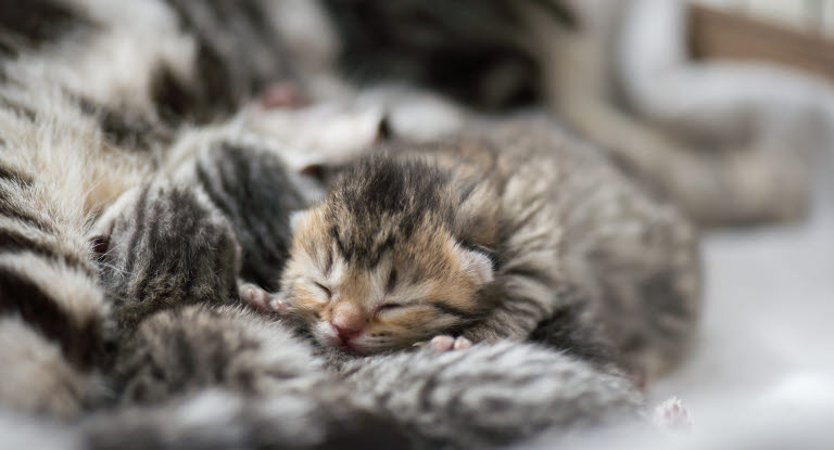 Chatons en train de dormir