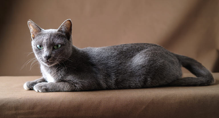 chat korat gris allongé 