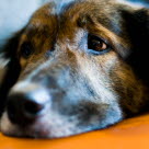 Un chien avec le museau posé sur une couverture l'air malade