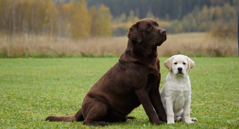 Chien Labrador et chiot Labrador