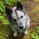 Chien vue du dessus en forêt