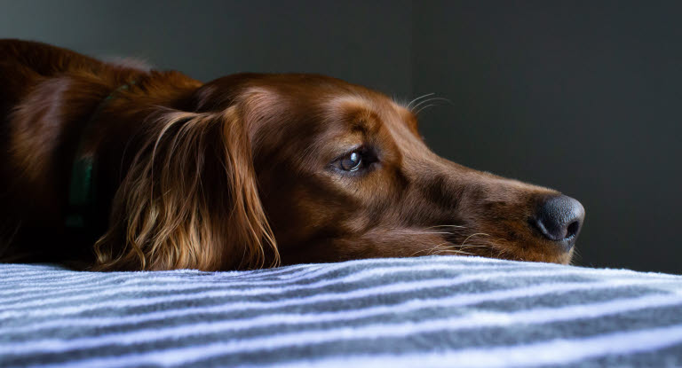 Setter Irlandais sur le lit tête en gros plan