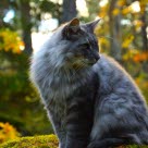 Chat à poils longs en extérieur feuilles d'automne