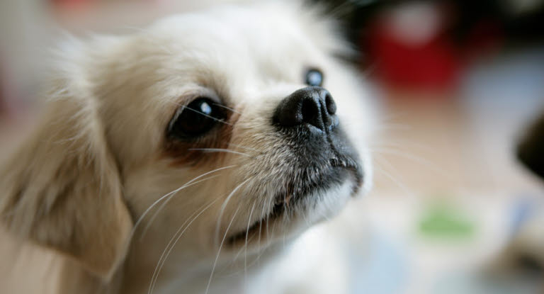 Tête de chien en gros plan yeux