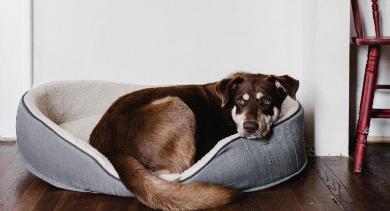 Chien qui se repose dans son panier 