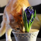 Un chat roux avec la truffe dans un pot de fleur